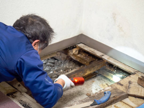 Best Mold Damage Repair  in Dike, IA
