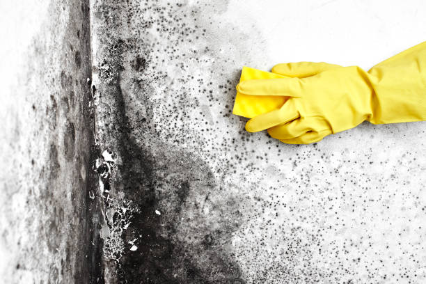 Best Commercial Mold Removal  in Dike, IA