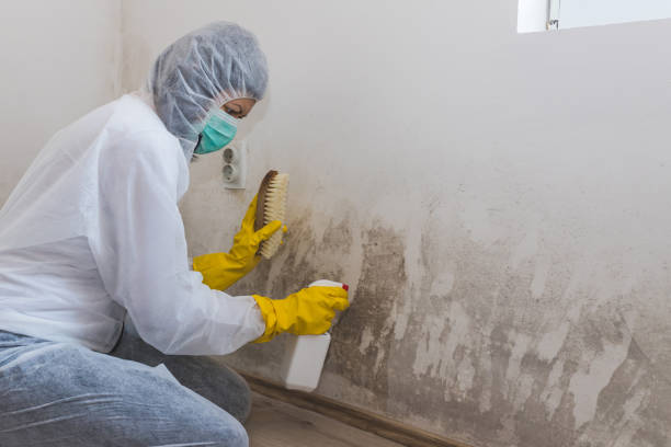 Attic Mold Removal in Dike, IA