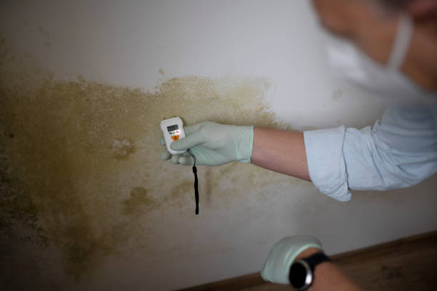 Best Professional Mold Removal  in Dike, IA