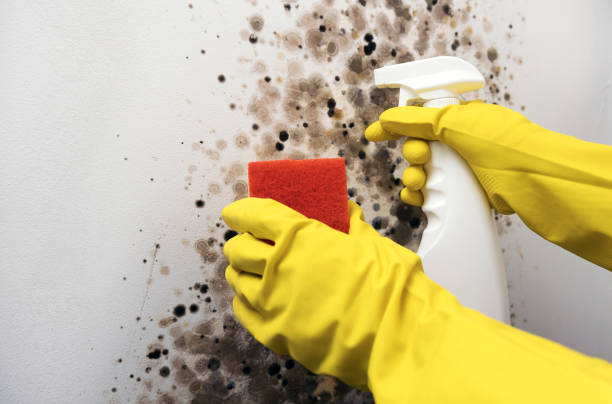 Best Residential Mold Removal  in Dike, IA