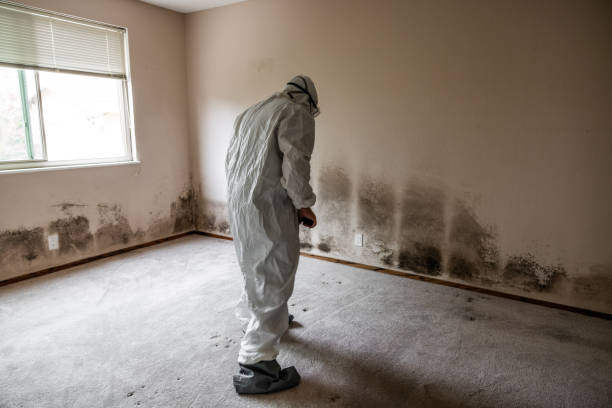 Best Crawl Space Mold Removal  in Dike, IA