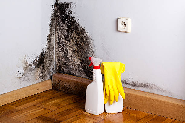 Best Mold Removal Company Near Me  in Dike, IA