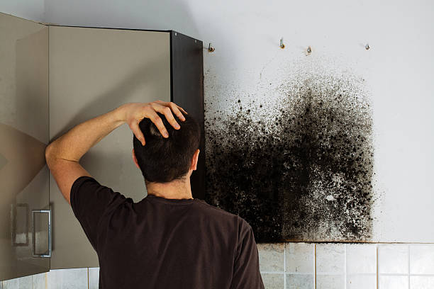 Best Home Mold Removal  in Dike, IA