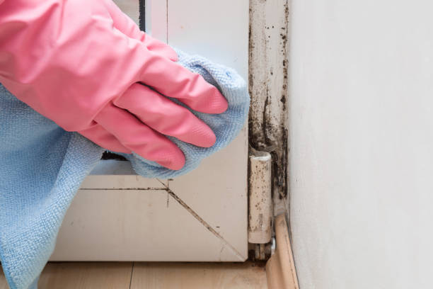 Best Mold Testing and Removal  in Dike, IA
