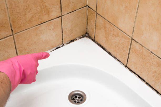 Best Mold Removal and Inspection  in Dike, IA