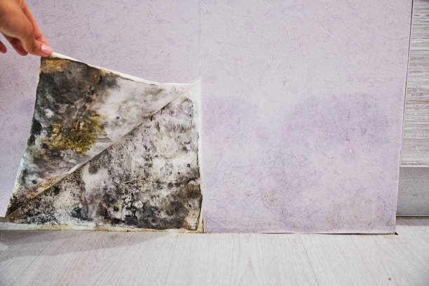 Best Black Mold Removal  in Dike, IA